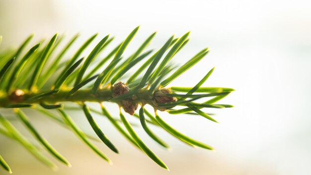 Part of a green coniferous branch on a light natural background selective focus