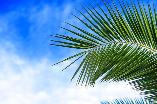 Part of green palm leave against the cloudy sky