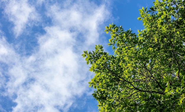 Part of green tree beneath blue sky with few clouds background Copy space under view of the plant
