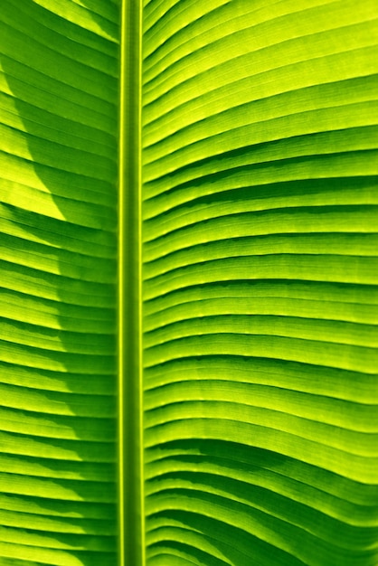 Part of large green textured palm leaf closeup for abstract natural background