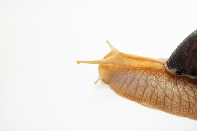 Part of large land snail on a white background