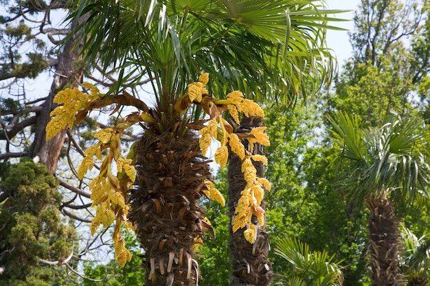 写真 公園で開花するヤシの木の一部