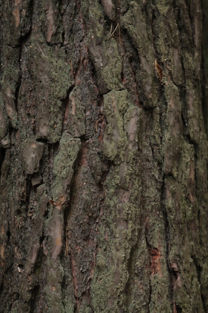 Parte di un tronco di pino la consistenza della corteccia di pino con scurimento