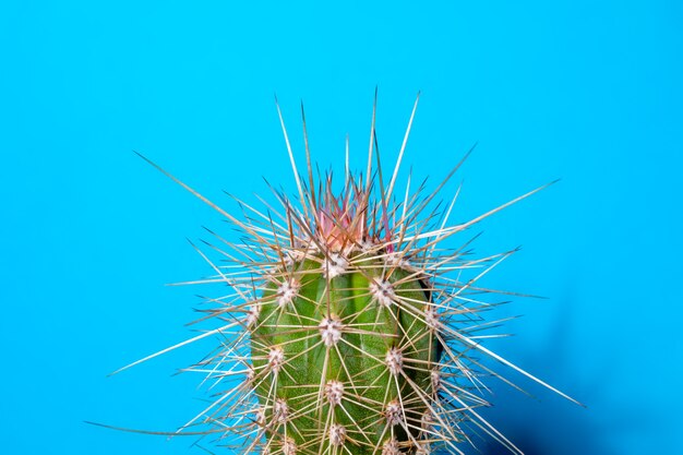 Part small Echinocereus stramineus cactus with long spines on blue background Closeup