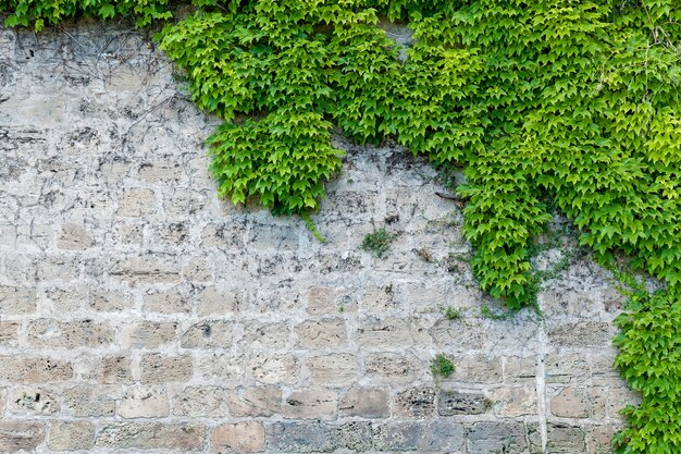 Photo part of stone and brick wall covered with virginia creeper,stone wall with partial planting