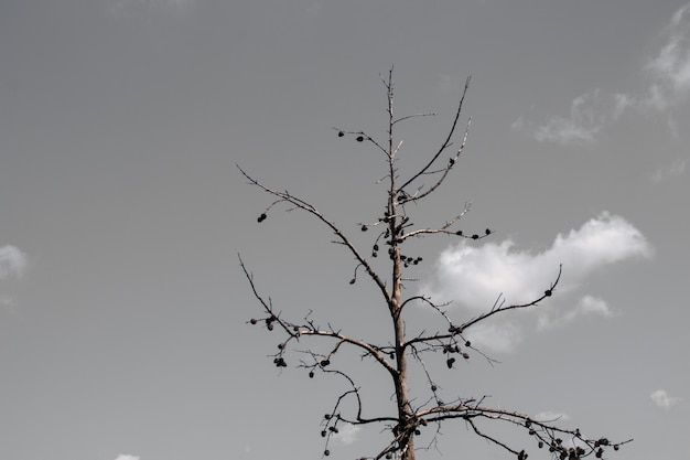 Part of a tree in a garden in view