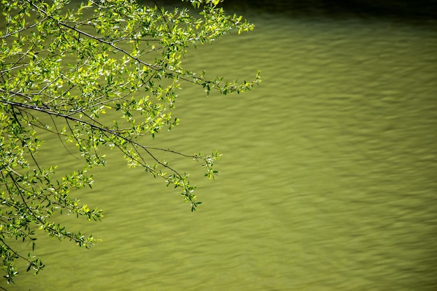 Part of a tree and leaves as background texture