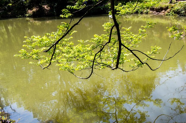 Part of a tree and leaves as background texture