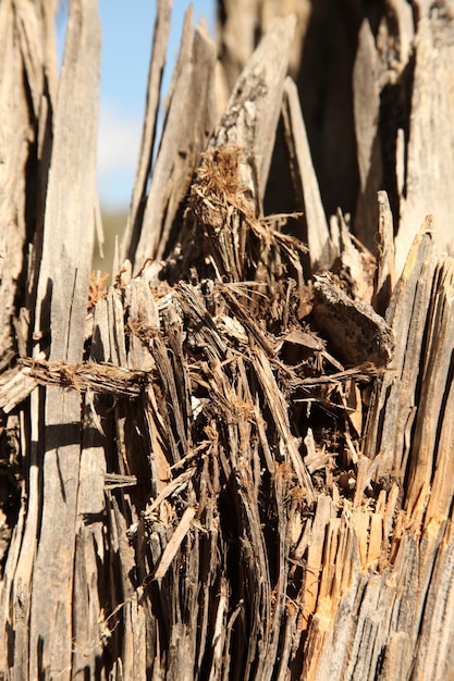 Part of a tree which is split and on which bark dried up