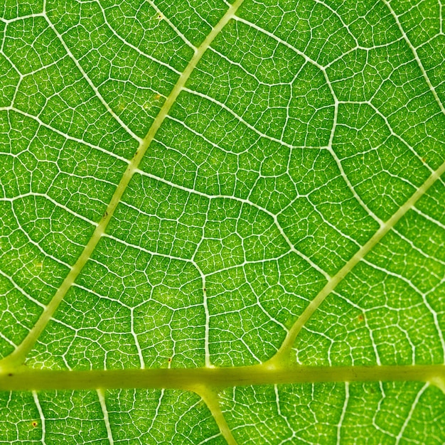 Part of walnut tree green leaf close up