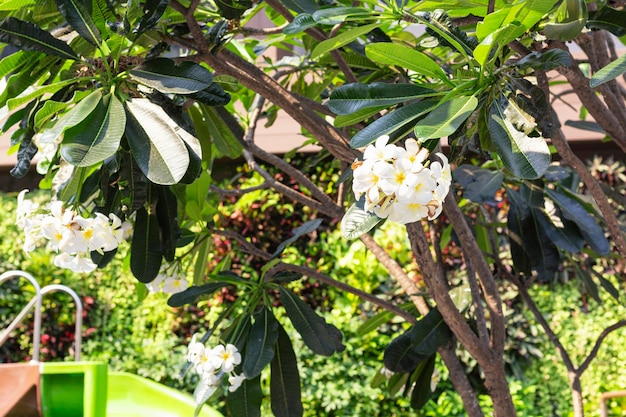 フランジパニの花が咲く豪華な庭園内のプールのそばのウォータースライドの一部美しいトロピカルガーデン