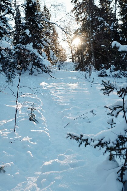 Parte della foresta invernale con cumuli di neve e abeti