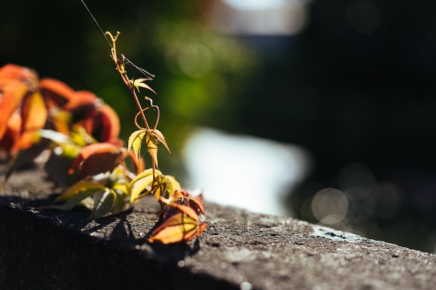 Photo parthenocissus quinquefolia a close up of a plant on a rock