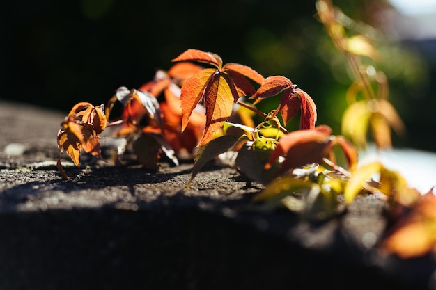 Photo parthenocissus quinquefolia a close up of some leaves on a rock