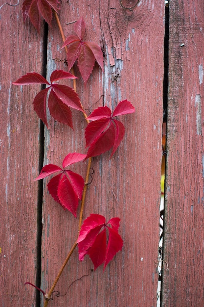 Parthenocissus quinquefolia known as  Victoria creeper fiveleaved ivy Red foliage ba