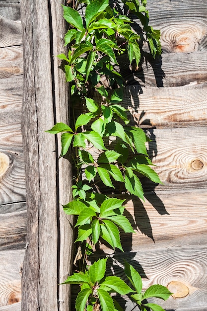 Фото parthenocissus quinquefolia, известный как вирджиния лиана, виктория лиана, пятилистный плющ или пятипалый, лазающий по деревянному забору