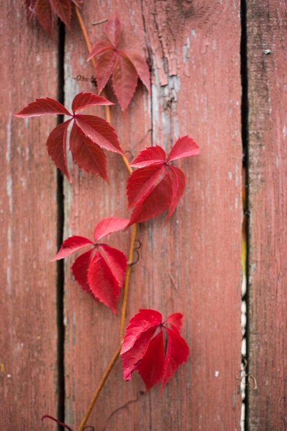 Parthenocissus quinquefolia known as Virginia creeper Victoria creeper fiveleaved ivy Red foliage background red wooden wall Natural background