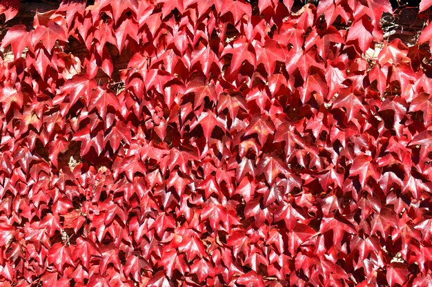 Parthenocissus tricuspidata with fall color on the wall of a country house