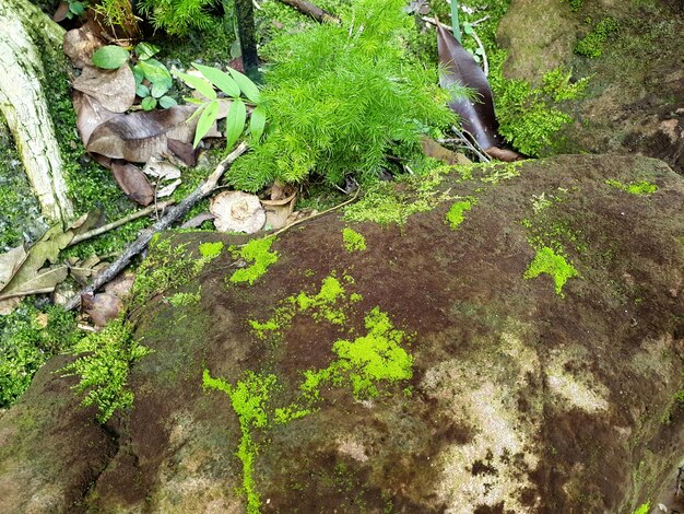 Partial green mosscovered on the stone