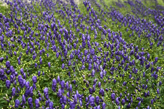 部分的にぼやけた自然の背景-トリカブトの多くの顕花植物