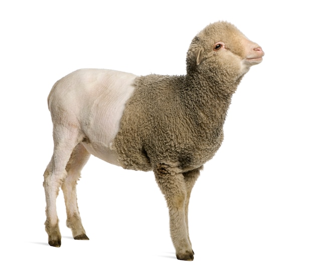 Partially shaved Merino lamb,