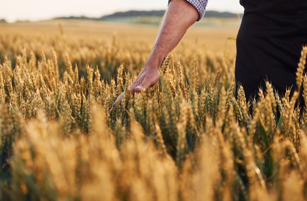 Particle view of senior man that on the agricultural field at daytime that touches harvest