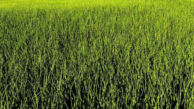 Particles grass composition Grass background