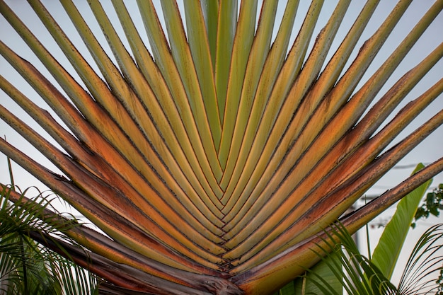 Photo particular palm detail in dominican republic at sunset