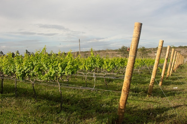 Partitie in druivenplantage op een bewolkte dag