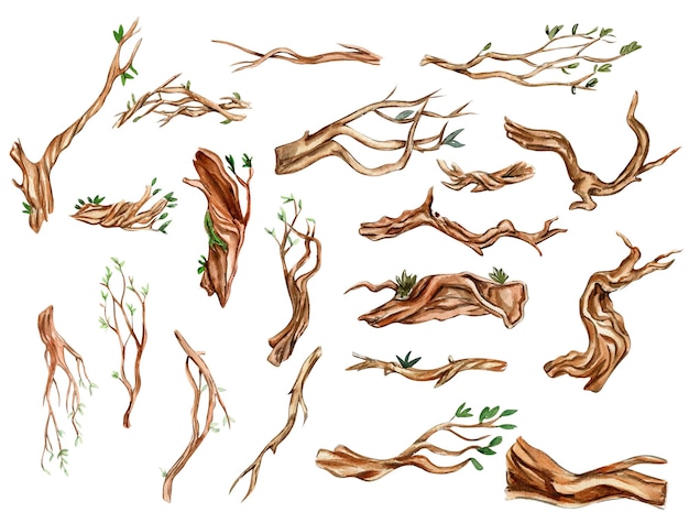 葉と木の部分、枝、水彩手描きイラスト