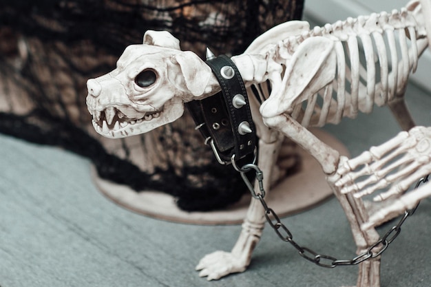 Photo party decoration spooky dog skeleton for halloween holiday