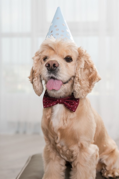 Party fashion pet cocker spaniel wearing cap and red bow tie with dotes, sit on pouf ottoman at light room, posing with proud muzzle and tongue out, birthday dog
