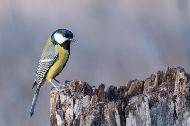 Parus majoor. Koolmees zittend op een stomp.