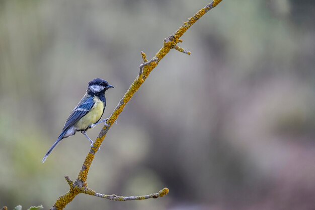 Parus major or common chickadee is a species of passerine bird of the family of the titmouse