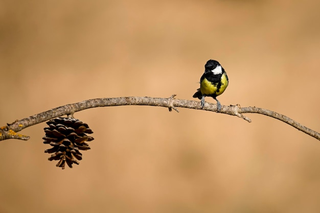 Parus major of gewone mees is een soort zangvogel uit de familie van de mees