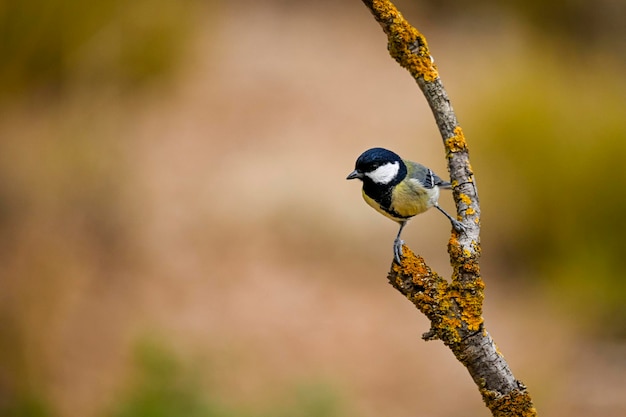 Parus major of gewone mees is een soort zangvogel uit de familie van de mees