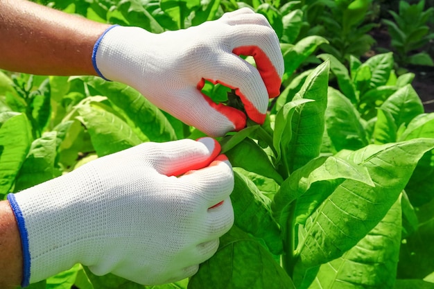 выращивание табака на табачной ферме. женщина удаляет боковые побеги на табачном кусте