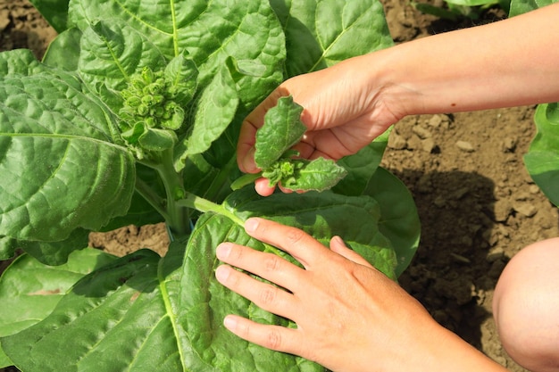 Pasching tobacco on a tobacco farm woman removes side shoots on\
tobacco