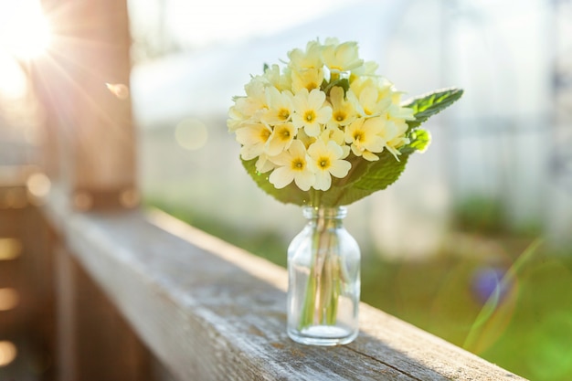 Pasen concept. Boeket Primula Primula met gele bloemen in glazen vaas onder zacht zonlicht