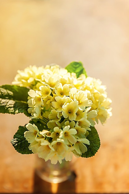 Pasen concept boeket van Primrose Primula met gele bloemen in glazen vaas op houten achtergrond inspirerende natuurlijke bloemen lente of zomer bloeiende achtergrond kopie ruimte