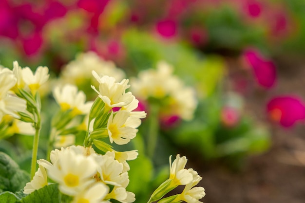 Pasen concept Primrose Primula met gele bloemen in bloembed in de lente Inspirerende natuurlijke bloemen lente of zomer bloeiende tuin of park Hallo lente