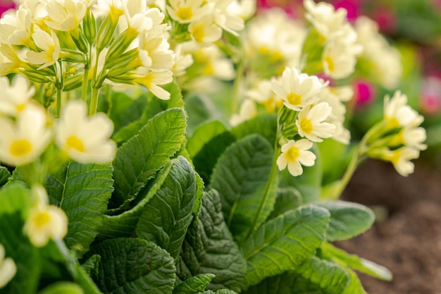 Pasen concept Primrose Primula met gele bloemen in bloembed in de lente Inspirerende natuurlijke bloemen lente of zomer bloeiende tuin of park Hallo lente