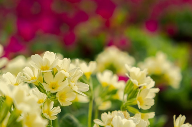 Pasen concept sleutelbloem primula met gele bloemen in bloembed in de lente inspirerende natura