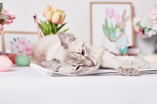 Pasen kat met eieren en bloemen. Grijze kitten zittend op tafel. Lente wenskaart vrolijk Pasen. Pasen decor. Aquarel lente schilderijen. Ontwerper en kunstenaarswerkplaats. Creatieve ruimte.