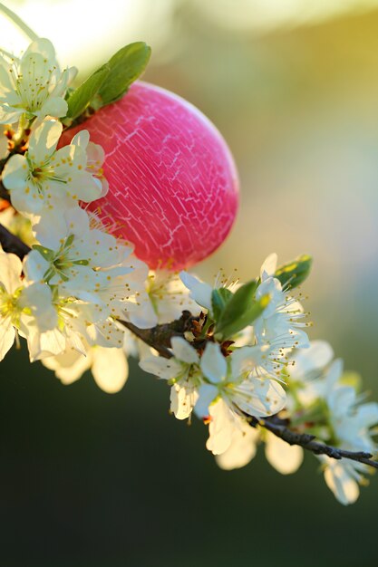 Pasen . roze paasei op een bloeiende kersentak in de zon. Paasstemming.