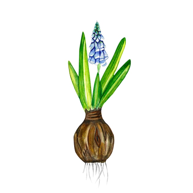 Foto pasen schattige aquarel clipart bloemen muscari illustratie voor decorkaarten