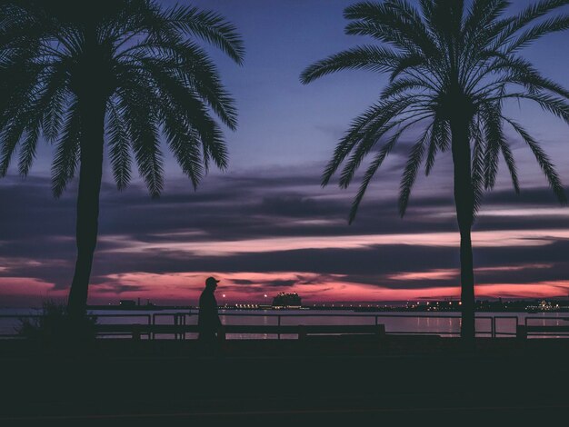 Paseo maritimo de palma sea front mallorca silhouette palm trees against sky during sunset cruise