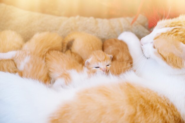 Pasgeboren baby rode kat drinkt moedermelk