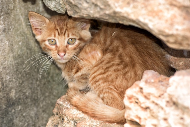 Pasgeboren babykat terwijl hij zich verstopt