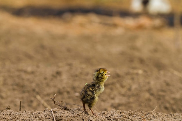 pasgeboren babykuiken gewone kwartel op de natuur